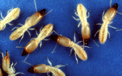 Eastern Subterranean Termite